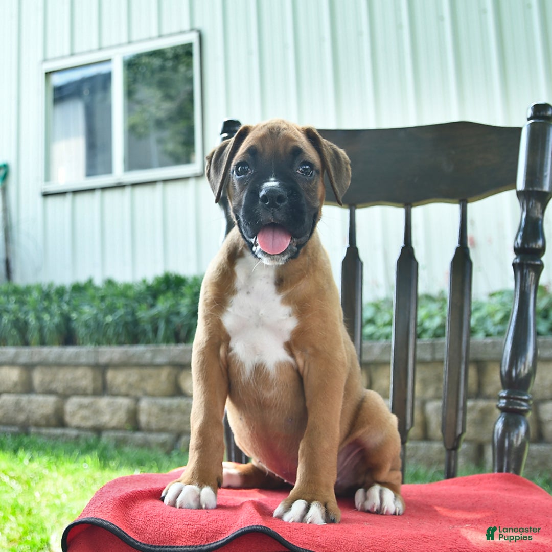 Boxer dogs for sale: Felicity - Image 3