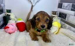 Miniature Dachshund dogs for sale: Ray - Image 5