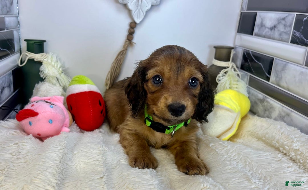Miniature Dachshund dogs for sale: Ray - Image 5