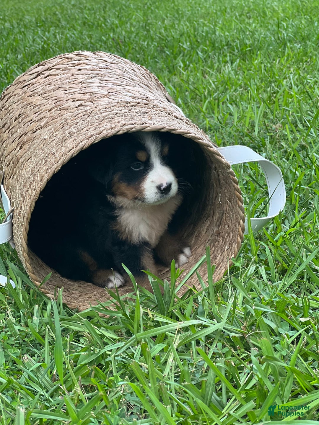 Bernese Mountain Dog dogs for sale: Elsa - Image 11