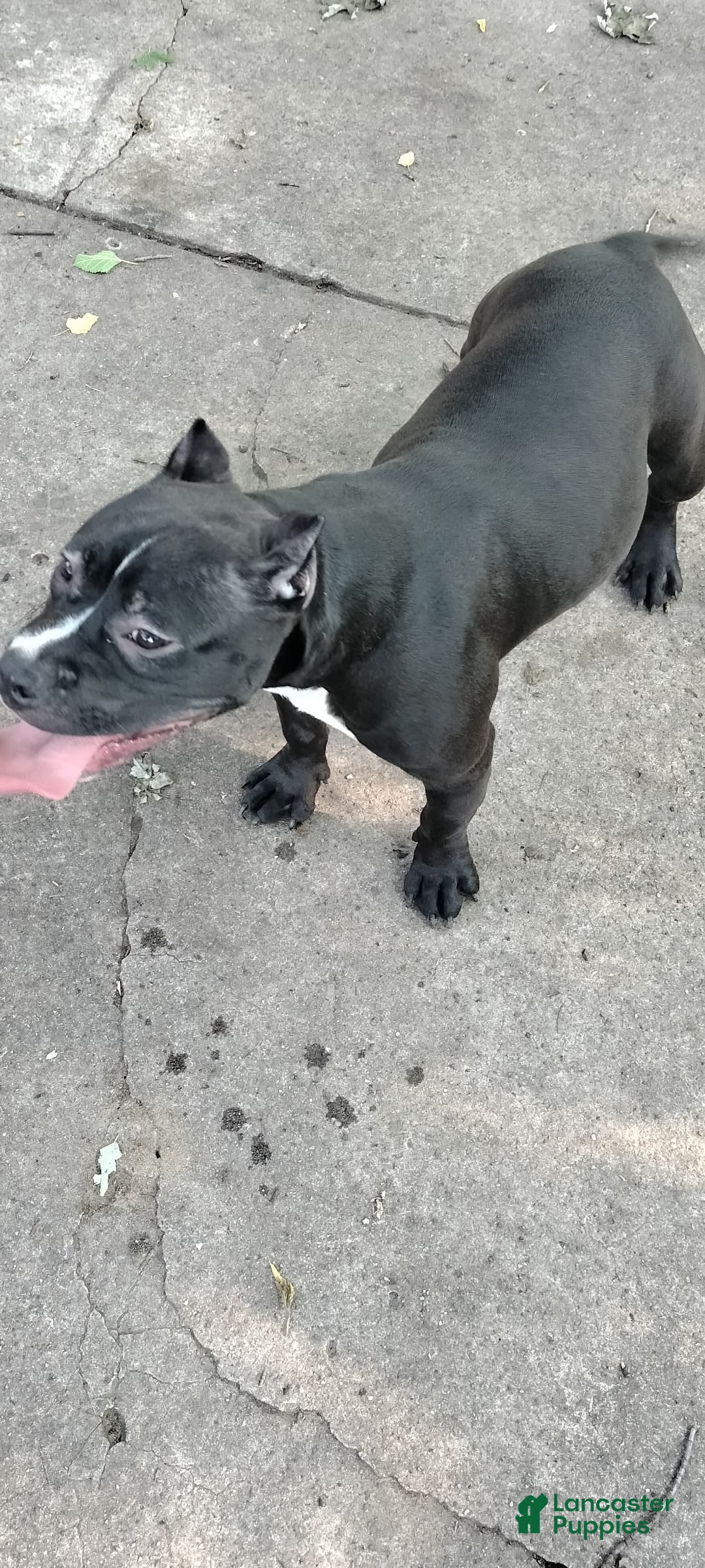 American Bully dogs for sale: American Bully 2 puppies - Image 1