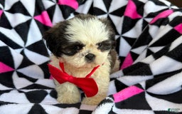 Shih Tzu dogs for sale: Betsy - Image 3