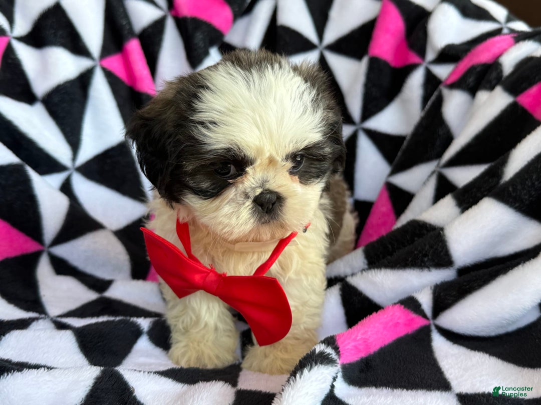 Shih Tzu dogs for sale: Betsy - Image 3