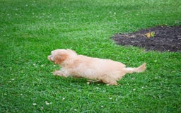 Cavapoo dogs for sale: Casey - Image 1
