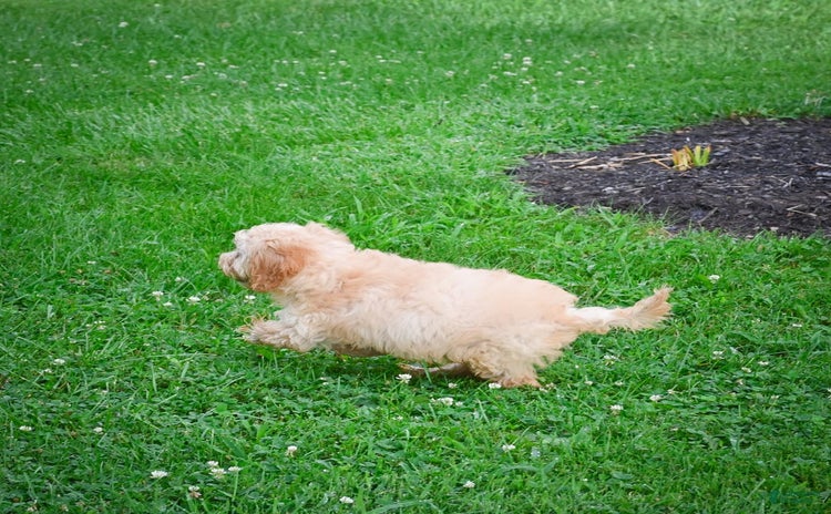Cavapoo dogs for sale - Ad 2