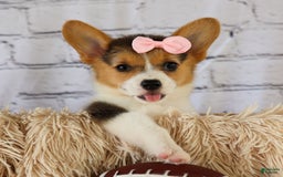 Welsh Corgi Pembroke dogs for sale: Lyla - Image 19