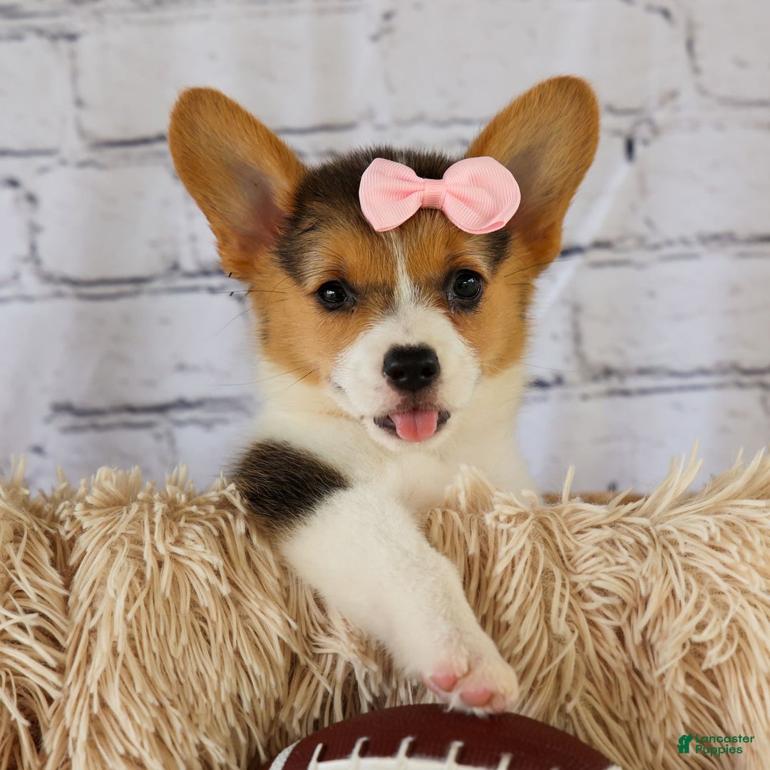 Welsh Corgi Pembroke dogs for sale: Lyla - Image 19