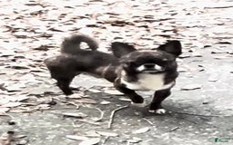 Chihuahua dogs for sale: Brindle Akc - Image 5