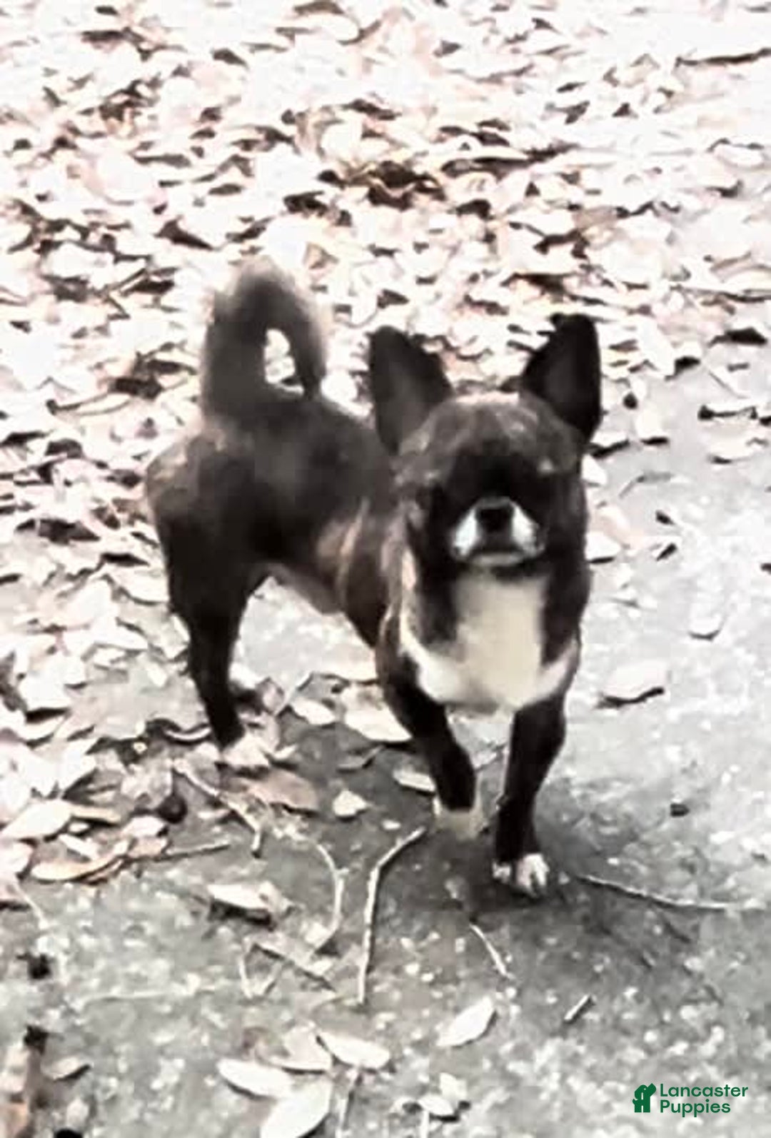 Chihuahua dogs for sale: Brindle Akc - Image 5