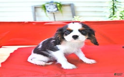 Cavalier King Charles Spaniel dogs for sale: Cody - Image 13