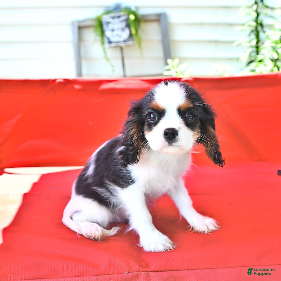 Cavalier King Charles Spaniel dogs for sale: Cody - Image 13