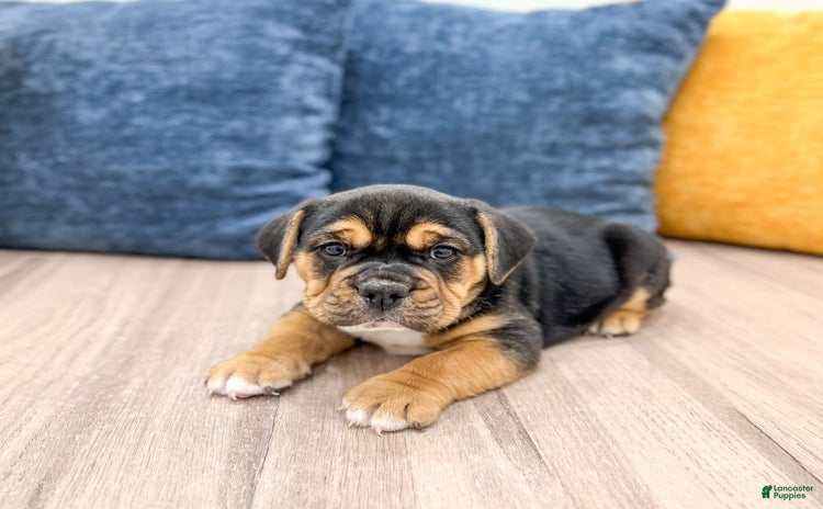 Beabull dogs for sale - Ad 3