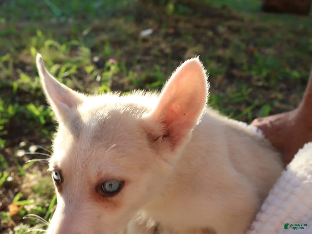 Gerberian Shepsky dogs for sale: Princess - Image 6