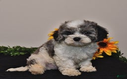 Cavapoo dogs for sale: Joey - Image 5