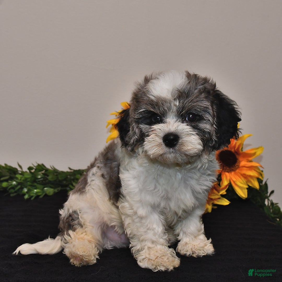Cavapoo dogs for sale: Joey - Image 5