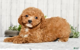 Cavapoo dogs for sale: Travis - Image 4