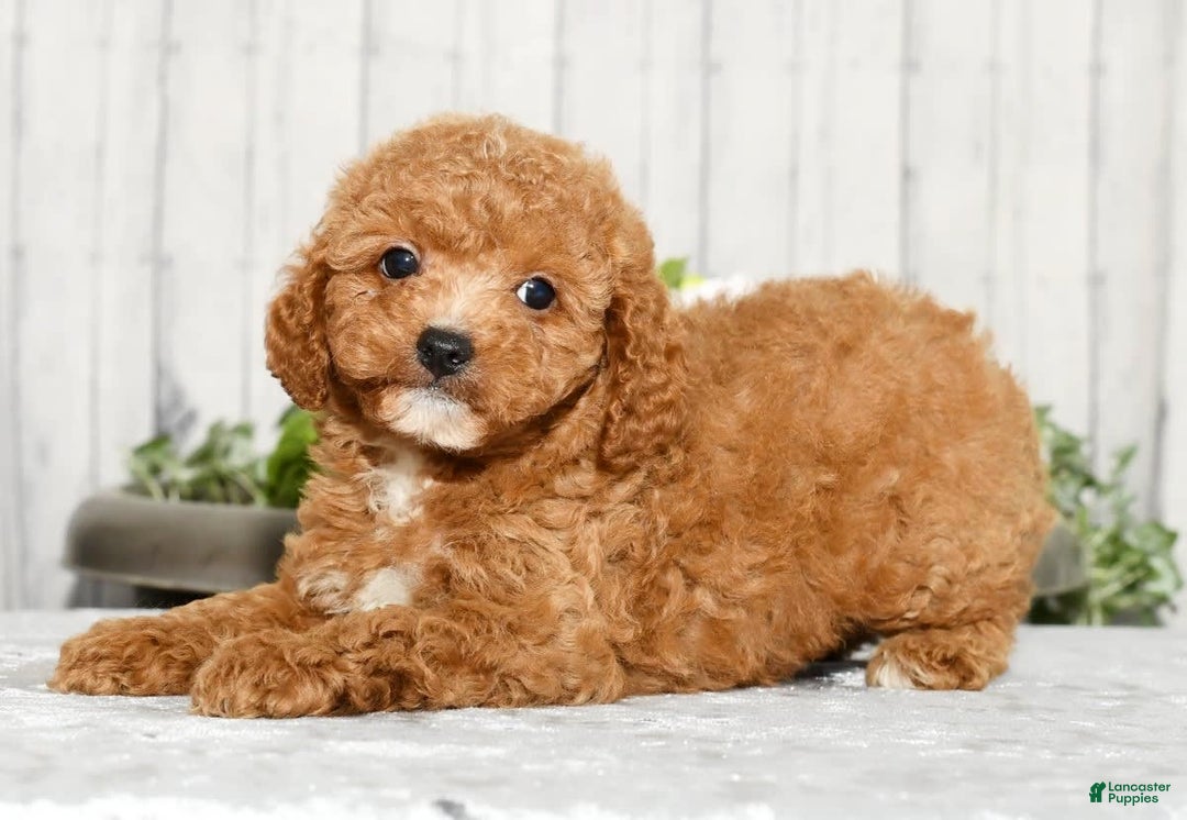 Cavapoo dogs for sale: Travis - Image 4