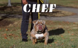 English Bulldog dogs for sale: Boom - Image 10