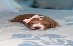 Goldendoodle dogs for sale: Charlotte - Image 22
