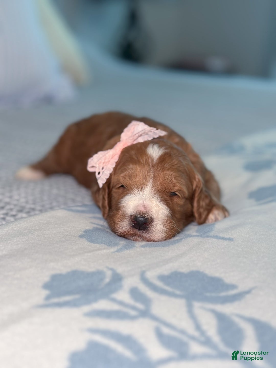 Goldendoodle dogs for sale: Charlotte - Image 22