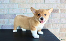 Welsh Corgi Pembroke dogs for sale: Welsh Corgi (Pembroke) 5 puppies - Image 7