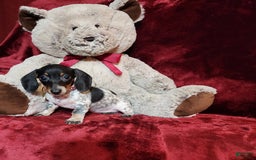 Miniature Dachshund dogs for sale: DOTTIE - Image 10