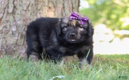 Newfoundland dogs for sale: Zara - Image 2