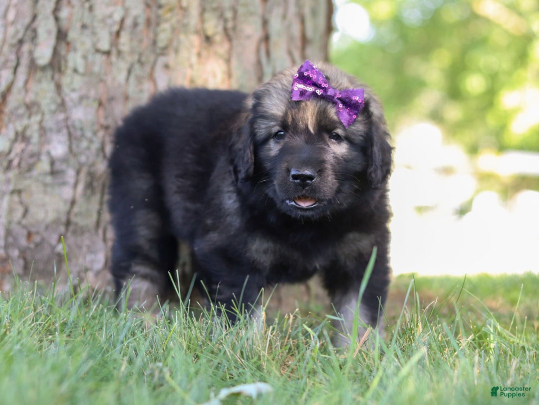 Newfoundland dogs for sale: Zara - Image 2