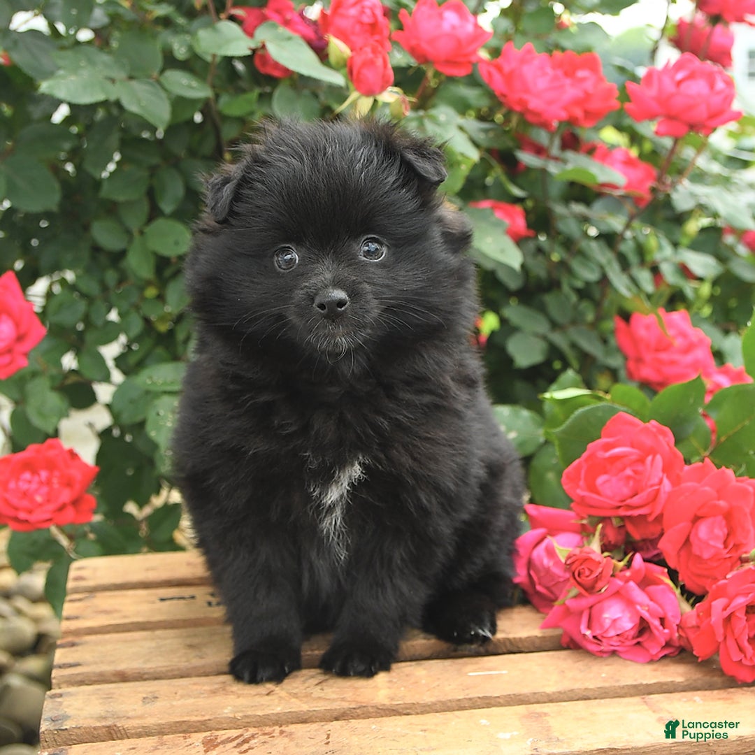 Pomeranian dogs for sale: Jordan - Image 10