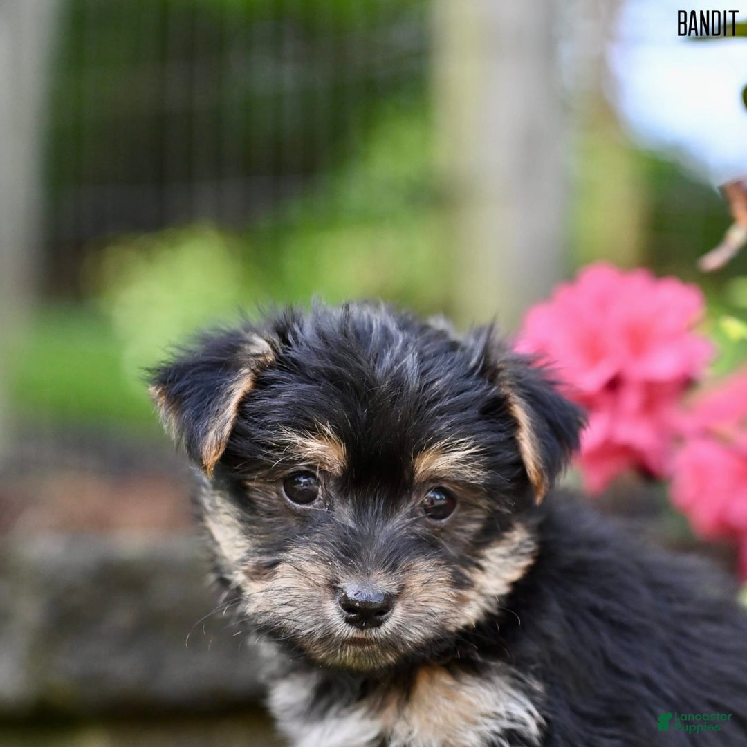 Morkie dogs for sale: Bandit - Image 2