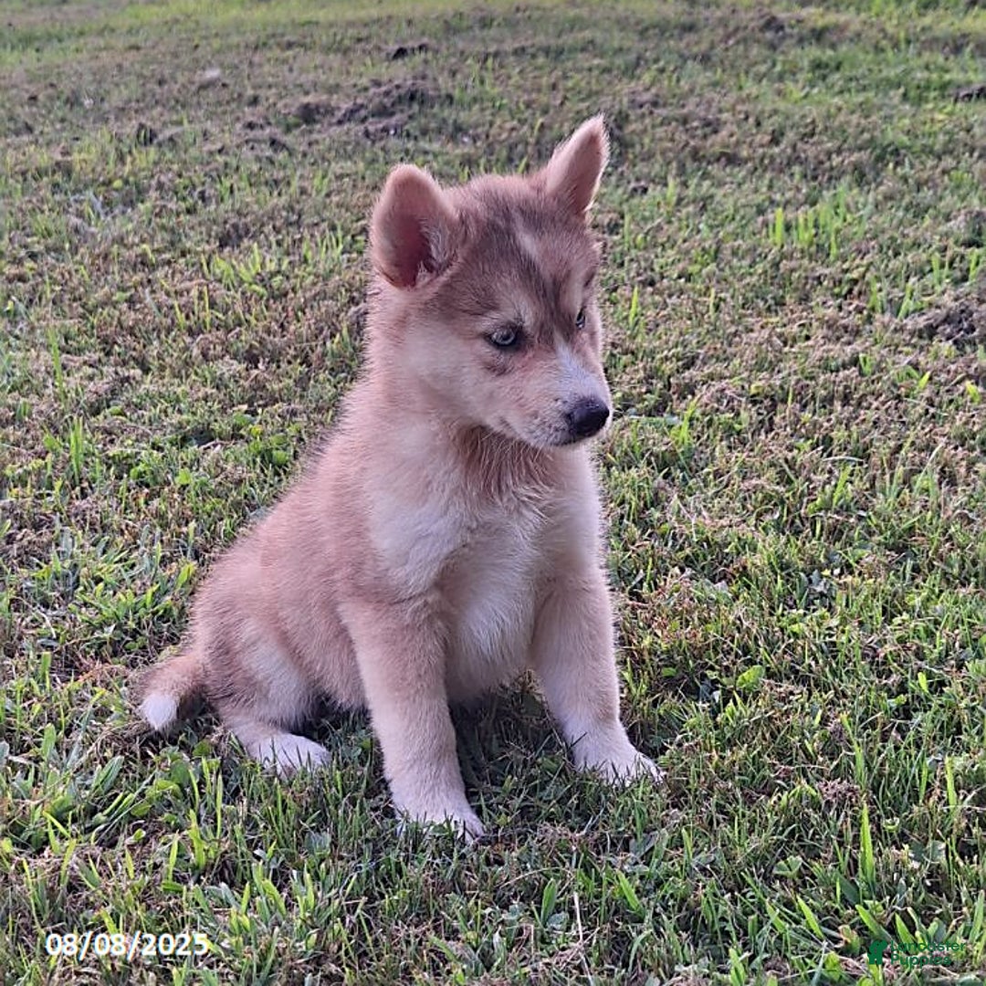 Gerberian Shepsky dogs for sale: Chloe - Image 3
