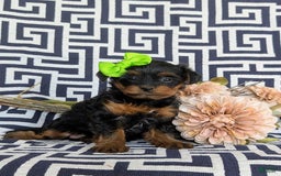 Shorkie dogs for sale: Camdyn Toy Size - Image 4