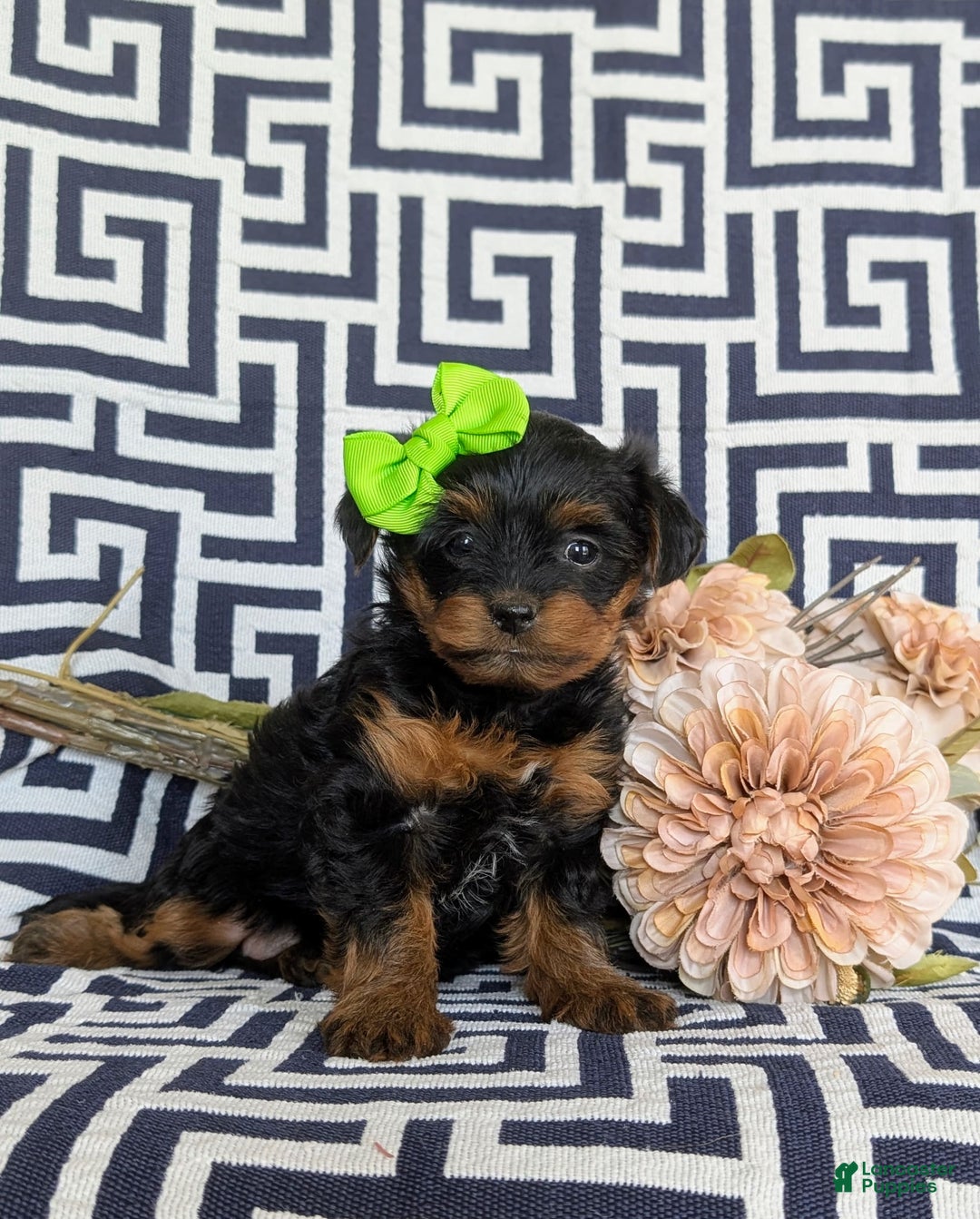 Shorkie dogs for sale: Camdyn Toy Size - Image 4