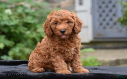 Mini Goldendoodle dogs for sale: Zelda - Image 1