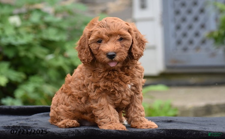 Mini Goldendoodle dogs for sale - Ad 1