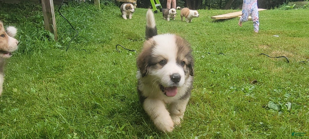 Bernese Mountain Dog dogs for sale: Great Bernese 2 - Image 1