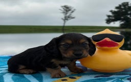 Miniature Dachshund dogs for sale: Teddy - Image 2