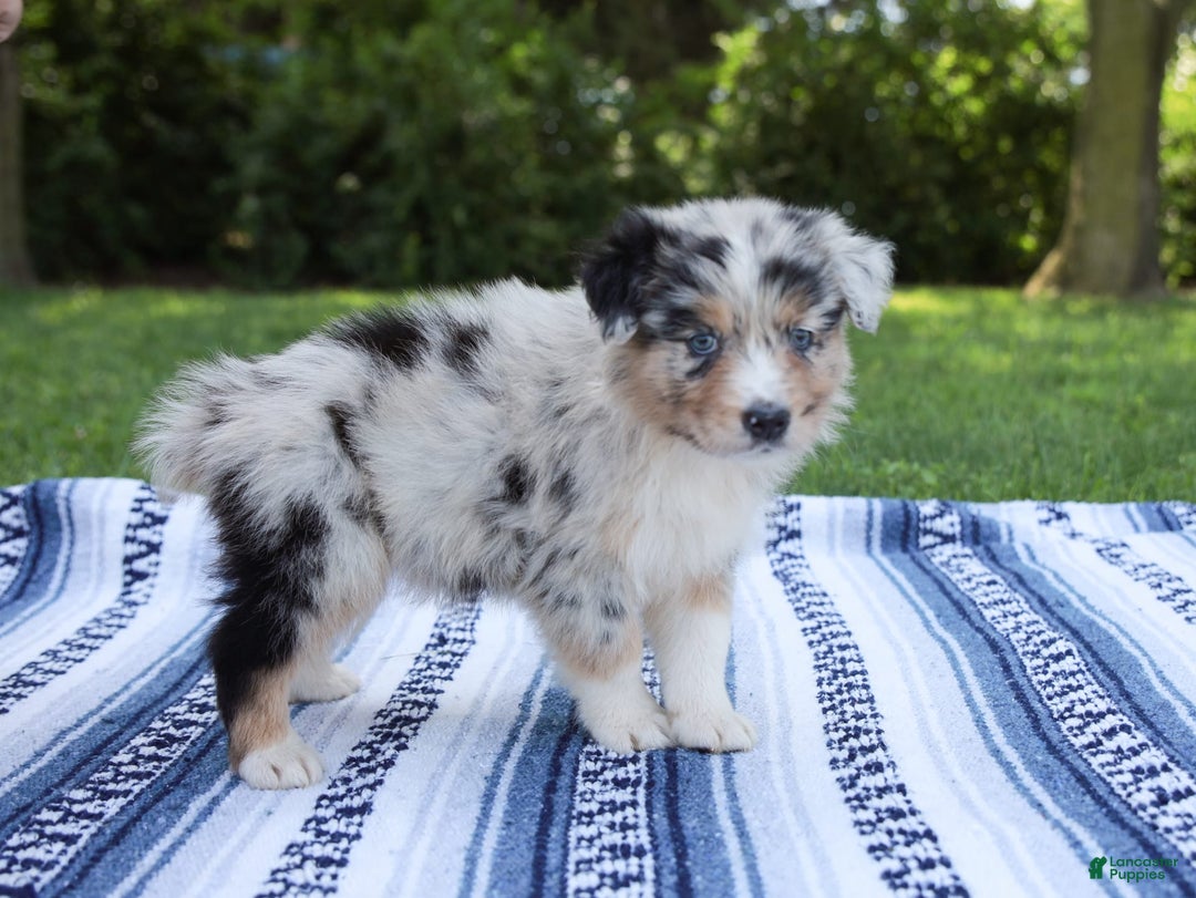 Australian Shepherd dogs for sale: Georgia - Image 1