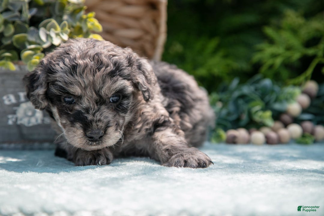 Mini Bernedoodle dogs for sale: Knox - Image 3