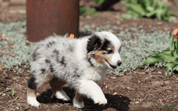 Miniature Australian Shepherd dogs for sale: Washington - Image 10