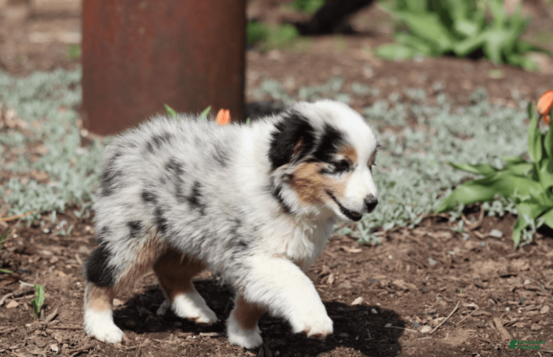 Miniature Australian Shepherd dogs for sale: Washington - Image 10