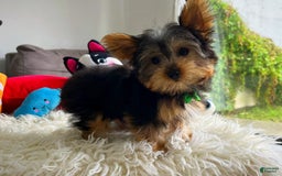 Yorkshire Terrier dogs for sale: Jeff - Image 3