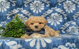 Maltipoo dogs for sale: Eghan Toy Size - Image 10