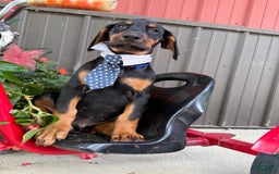 Doberman Pinscher dogs for sale: Mitch - Image 6