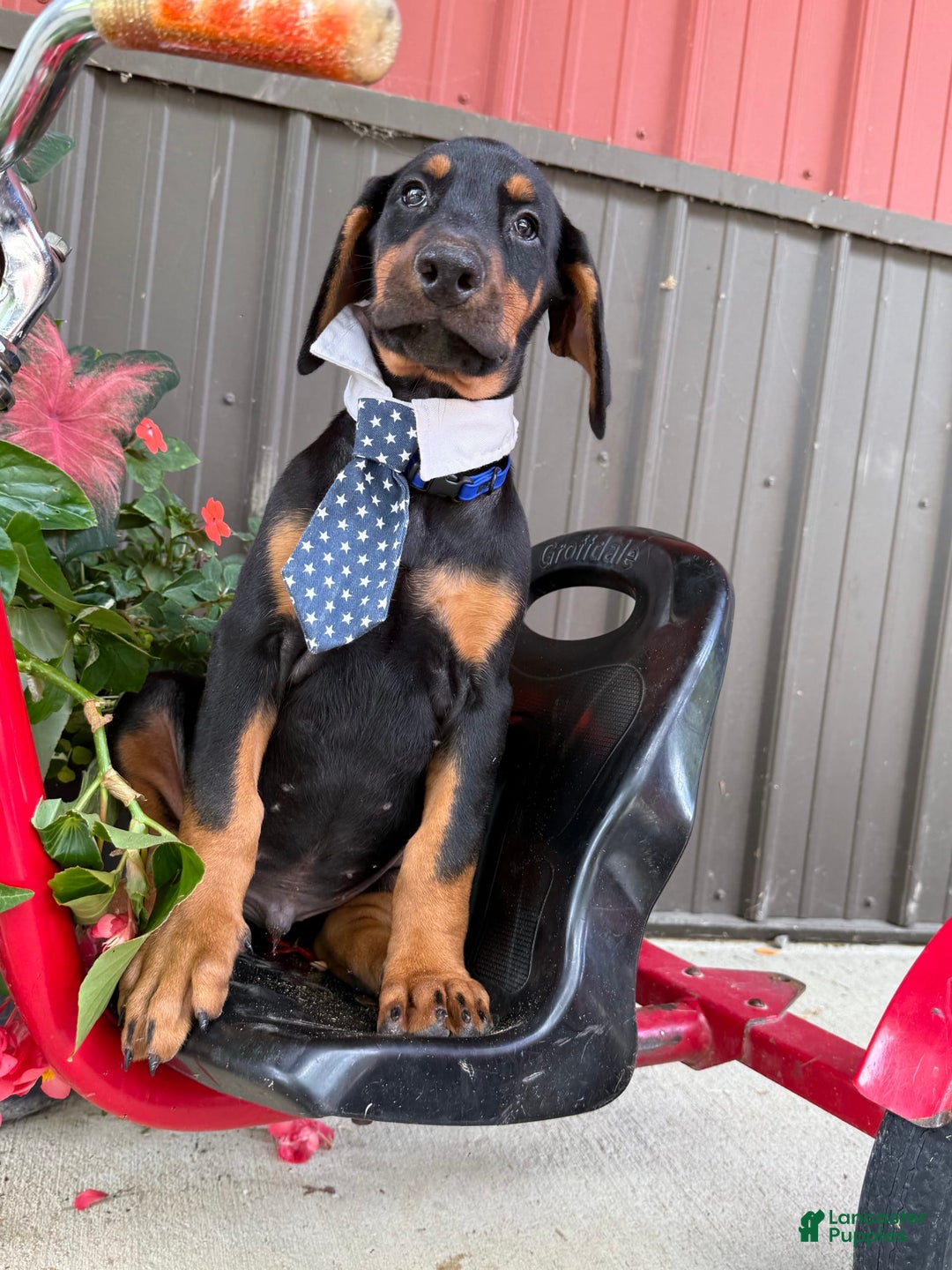 Doberman Pinscher dogs for sale: Mitch - Image 6