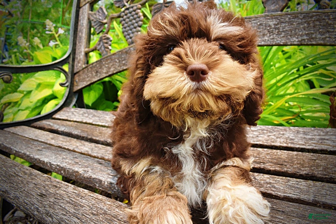 Havapoo dogs for sale: Roxy - Image 7
