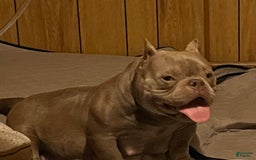 American Bully dogs for sale: Lance - Image 27