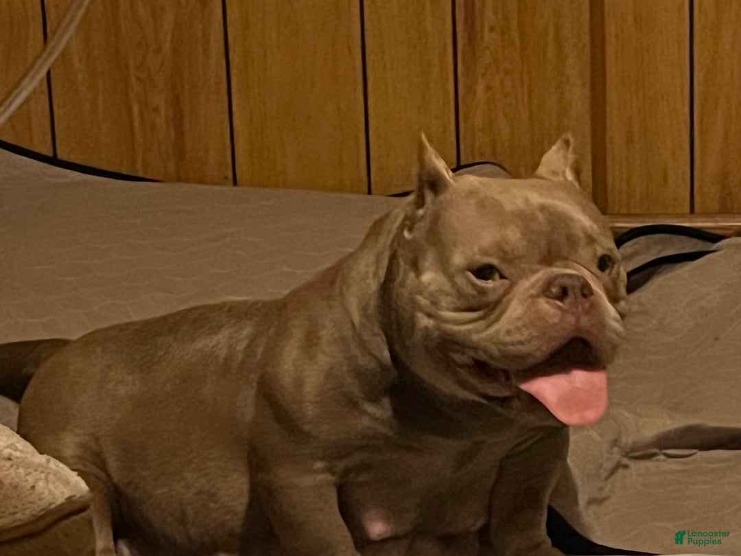 American Bully dogs for sale: Lance - Image 27