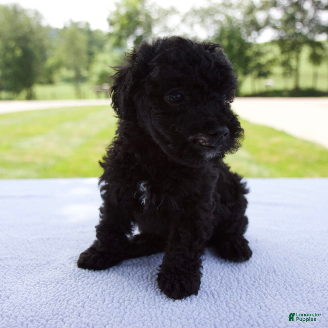 Miniature Poodle dogs for sale: Axel - Image 1