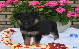German Shepherd dogs for sale: Cinder - Image 3